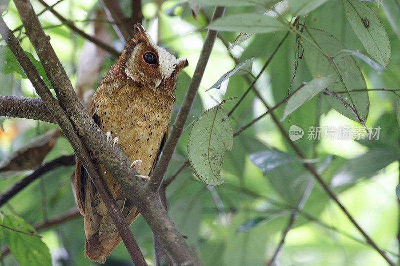 夜行鸟:成年白额镜鸮(Otus sagittatus)。